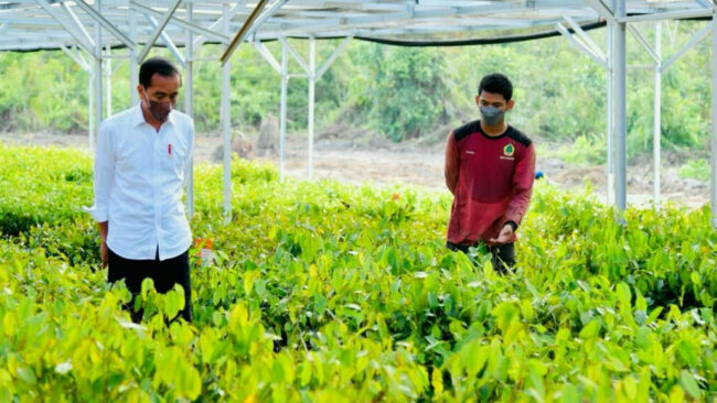 Presiden Joko Widodo meninjau langsung Persemaian Mentawir yang terletak di Desa Mentawir, Kecamatan Sepaku, Kabupaten Penajam Paser Utara, Provinsi Kalimantan Timur, pada Senin, 14 Maret 2022. Foto: BPMI Setpres